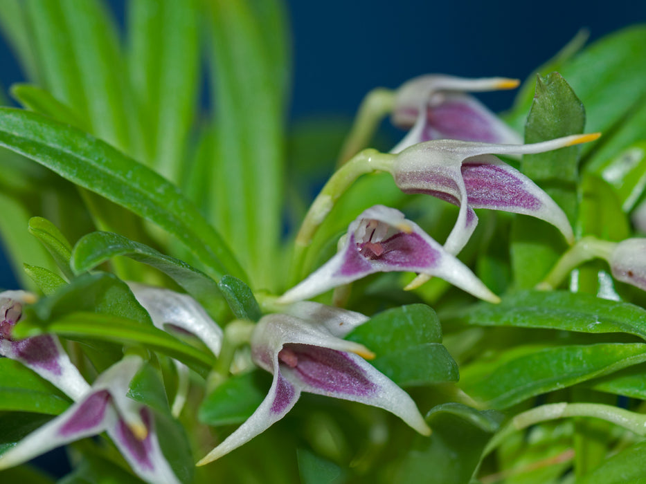 Masdevallia wendlandiana