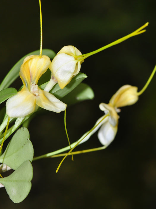 Masdevallia xanthina ssp. pallida