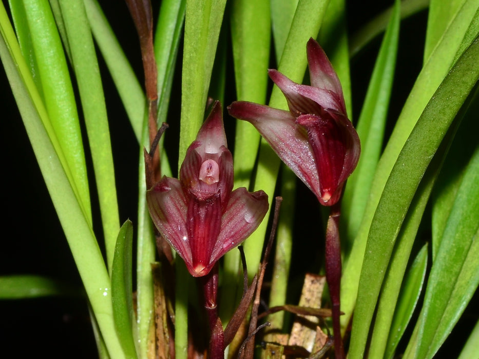 Maxillaria argyrophylla