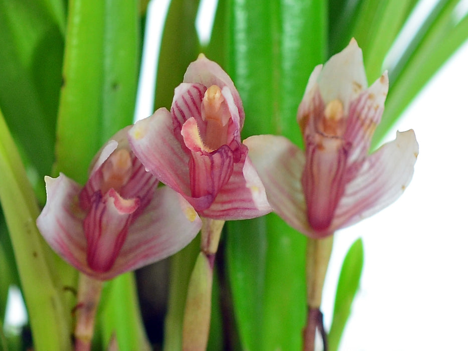 Maxillaria brachybulbon