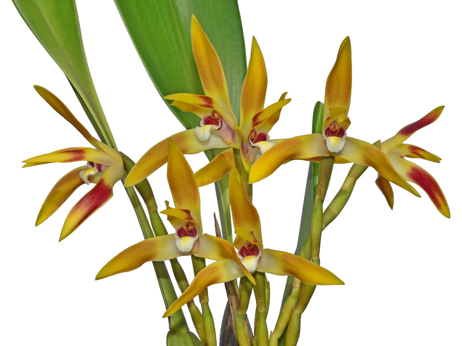 Maxillaria callichroma