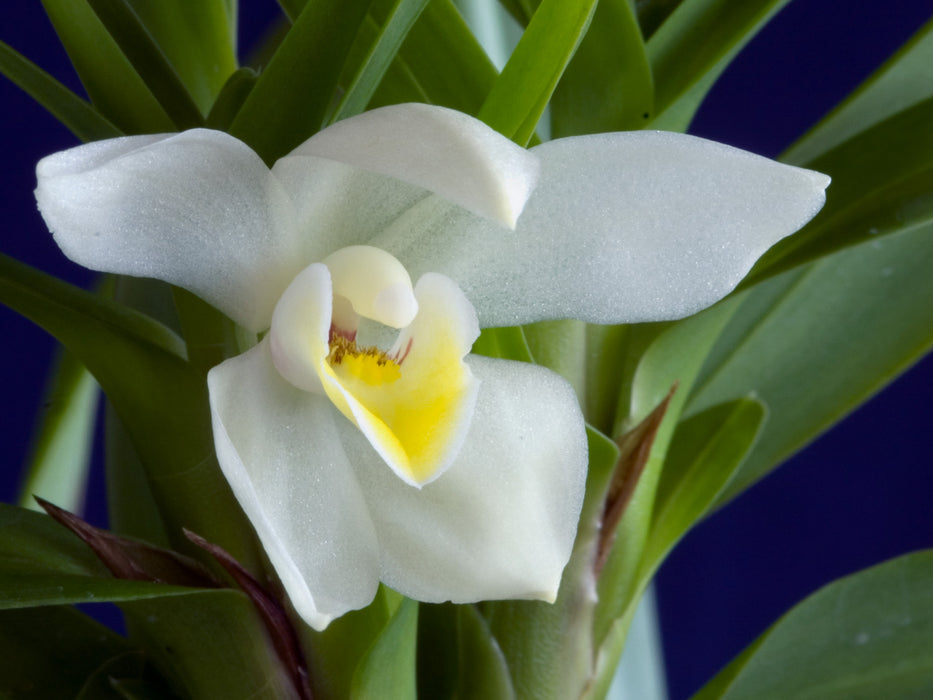 Maxillaria lutescens