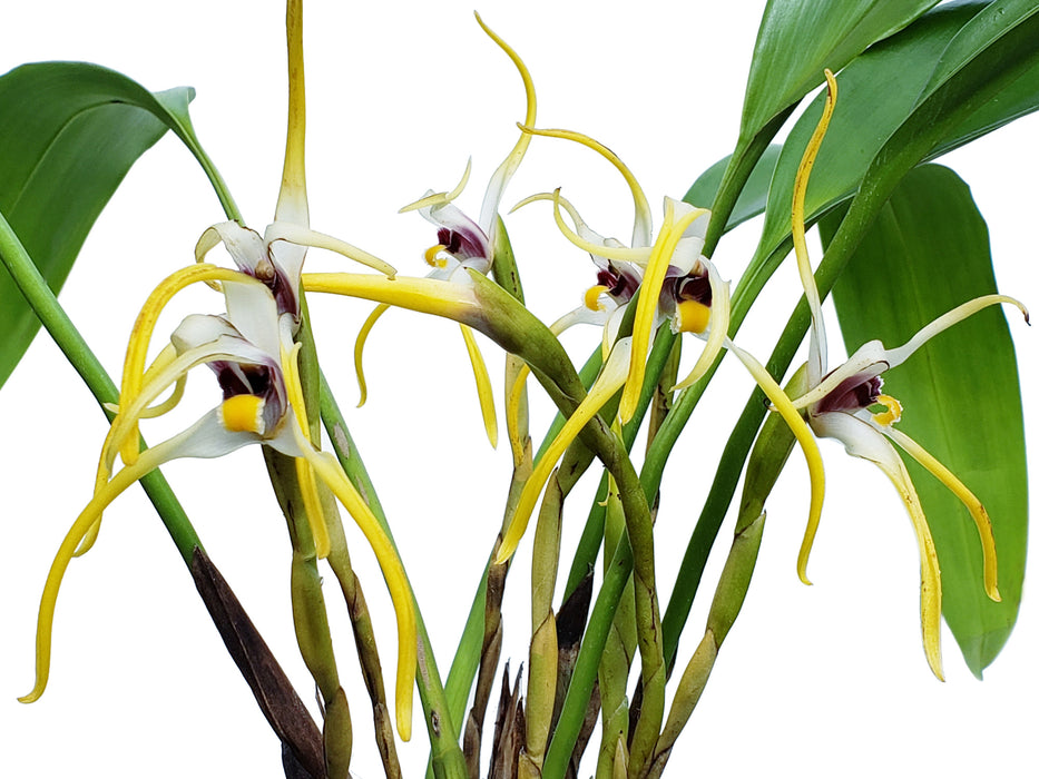 Maxillaria dillonii