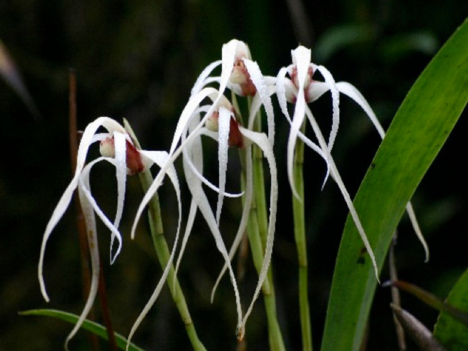 Maxillaria ecuadorensis alba