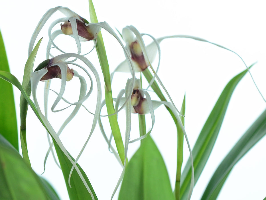 Maxillaria ecuadorensis alba