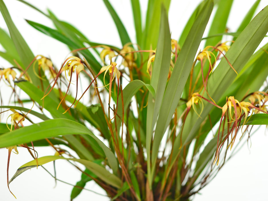 Maxillaria ecuadorensis