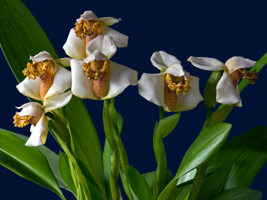 Maxillaria fletcheriana