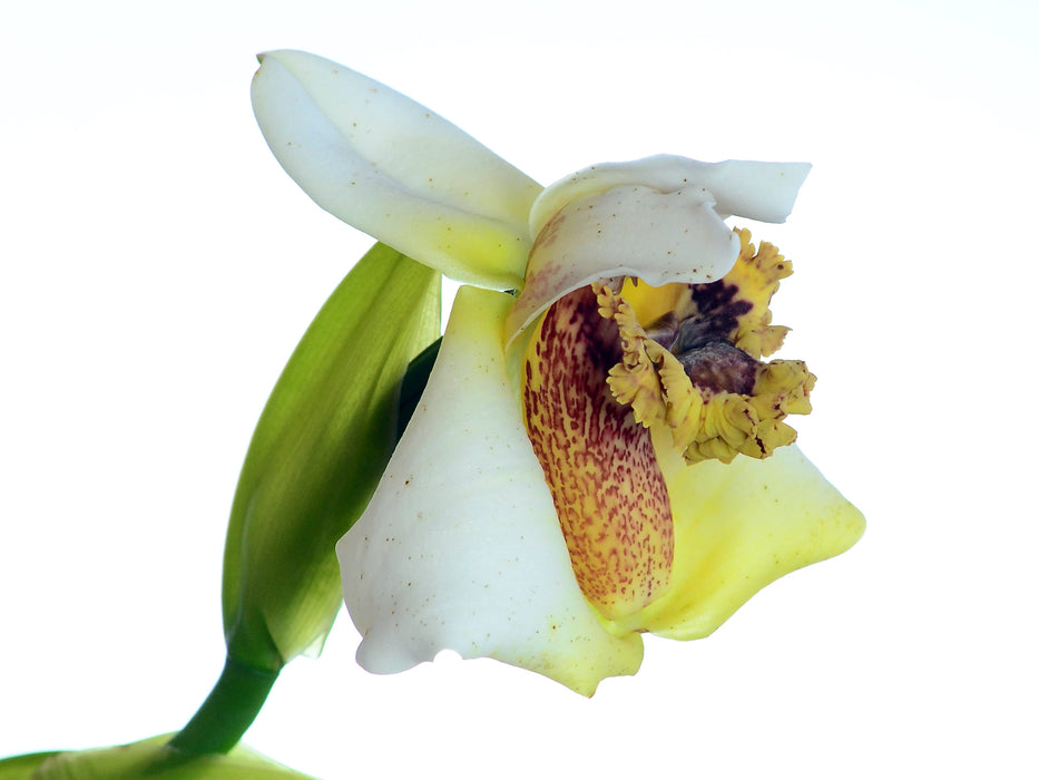 Maxillaria fletcheriana