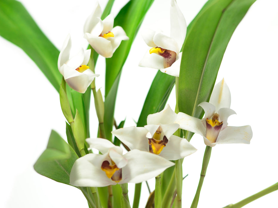 Maxillaria grandiflora