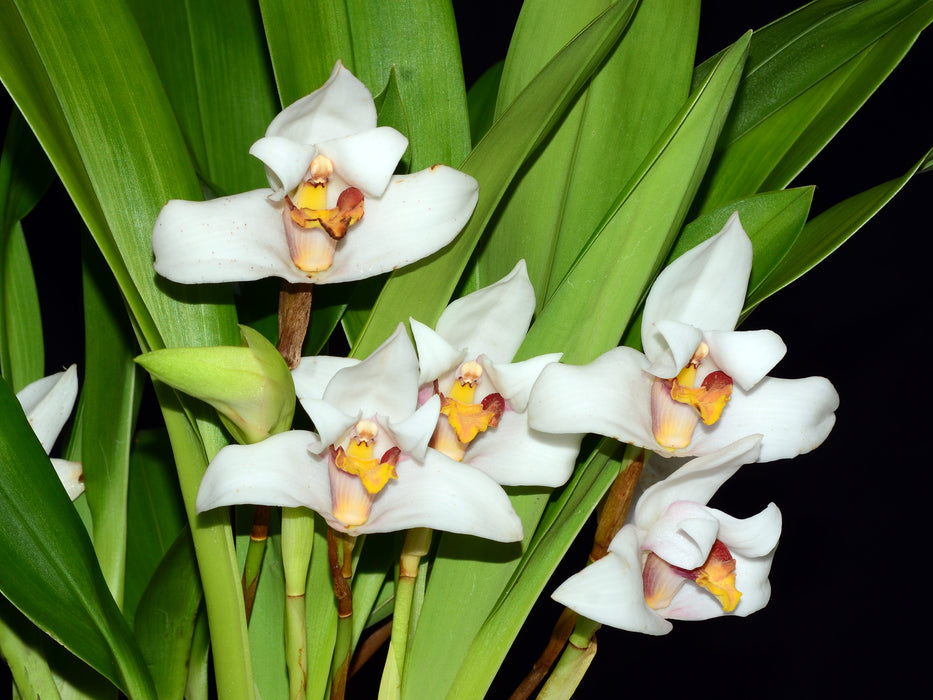 Maxillaria grandiflora