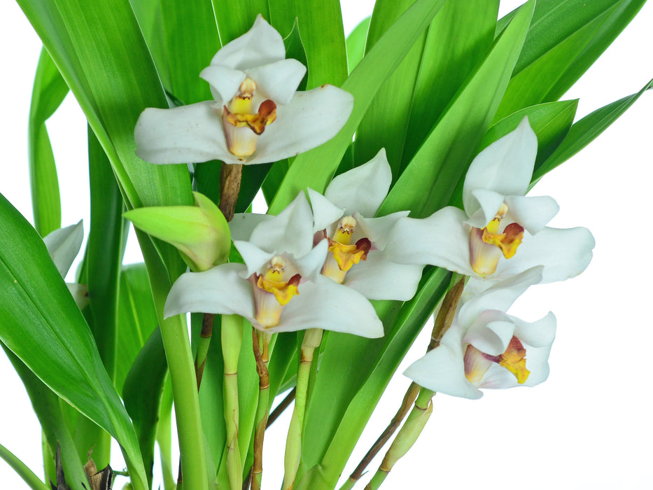 Maxillaria grandiflora