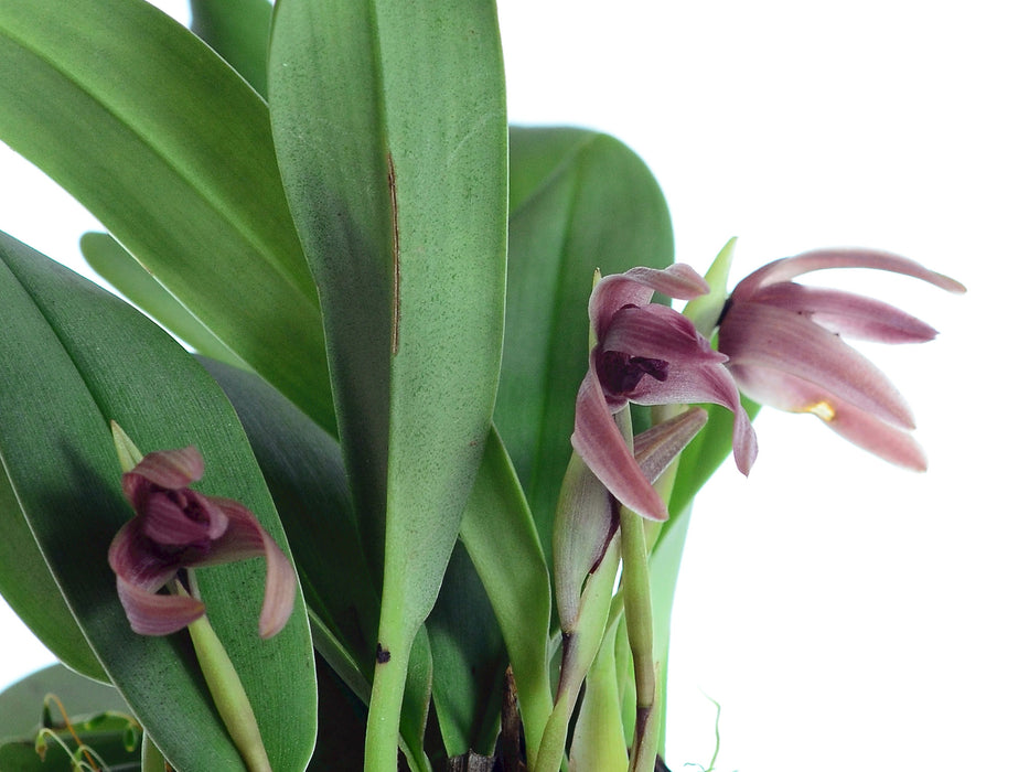 Maxillaria grandimentum