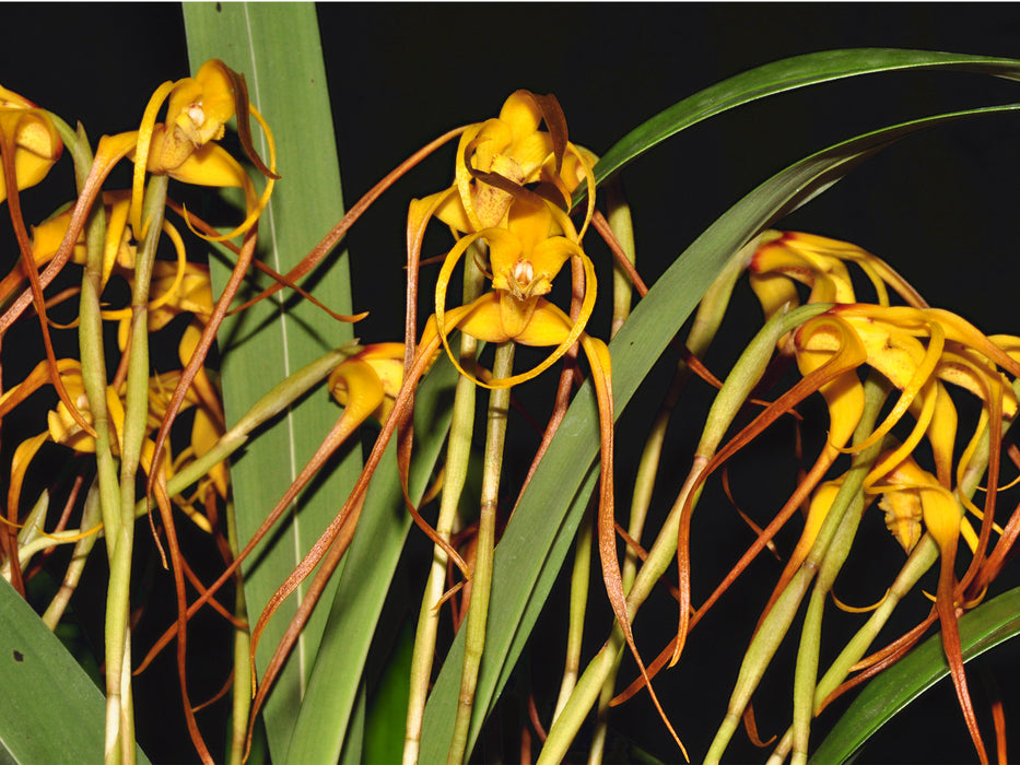 Maxillaria lepidota