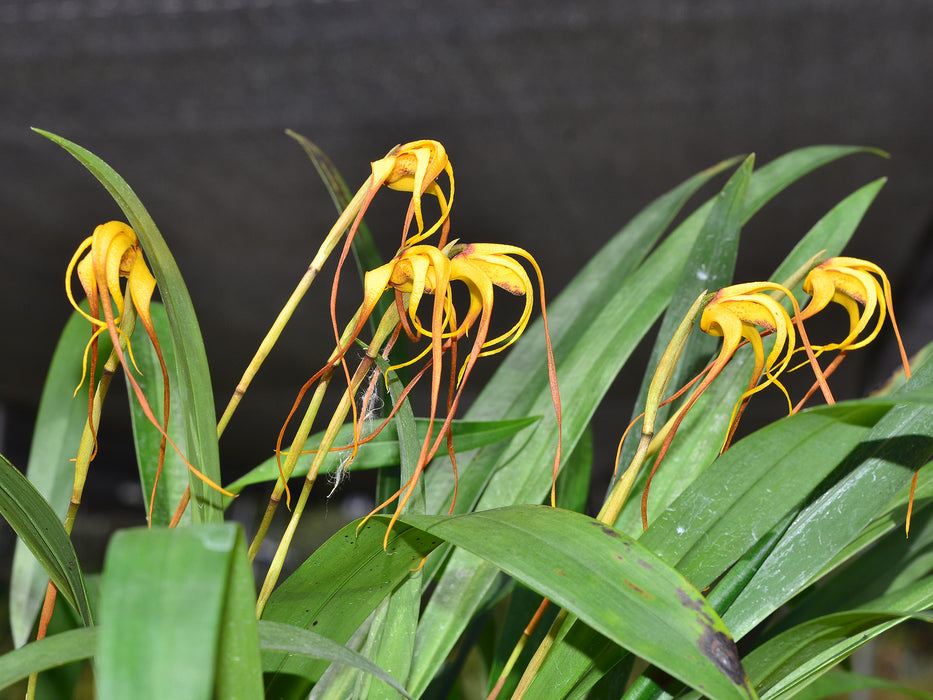 Maxillaria lepidota