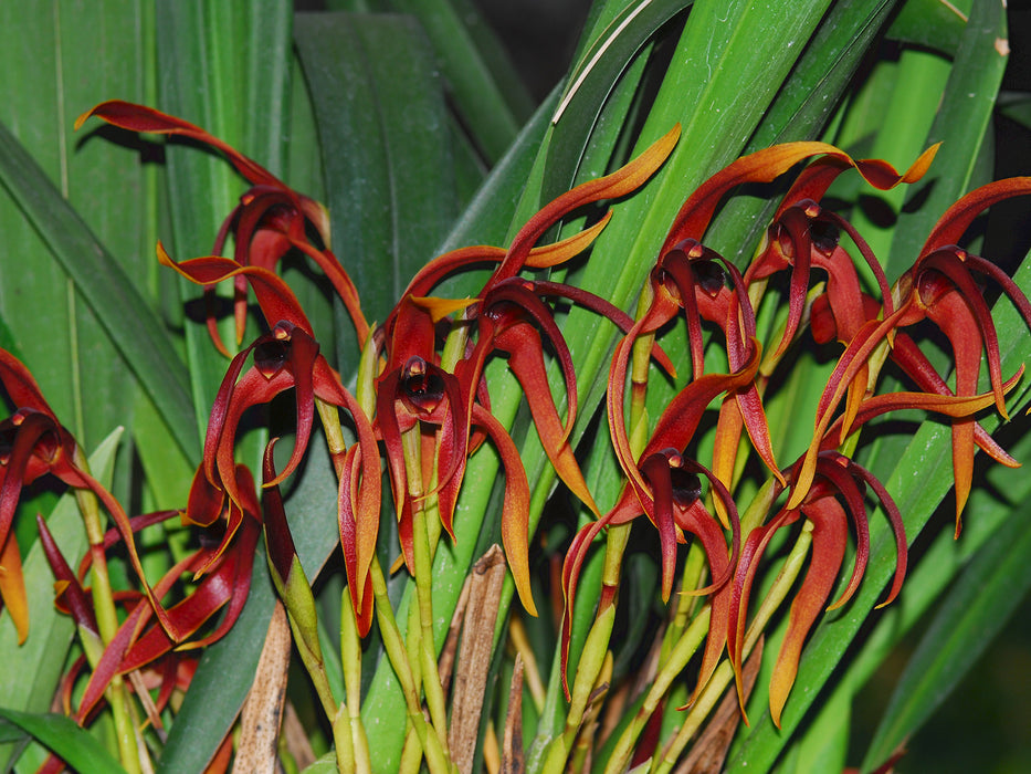 Maxillaria nigrescens