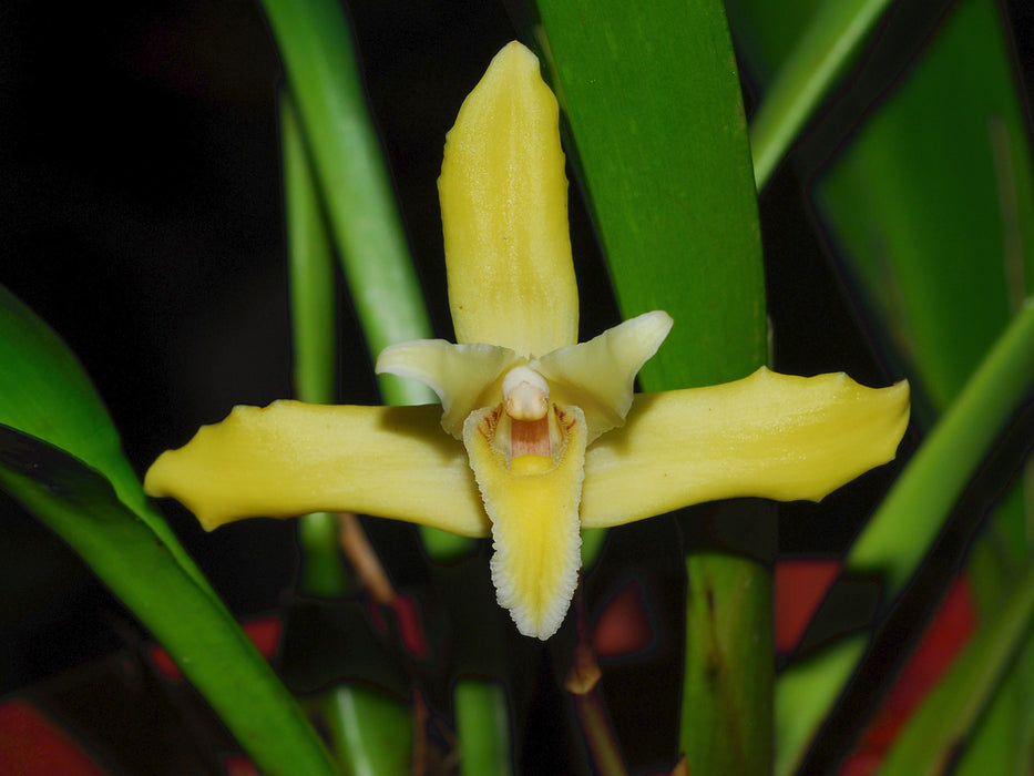 Maxillaria parkeri