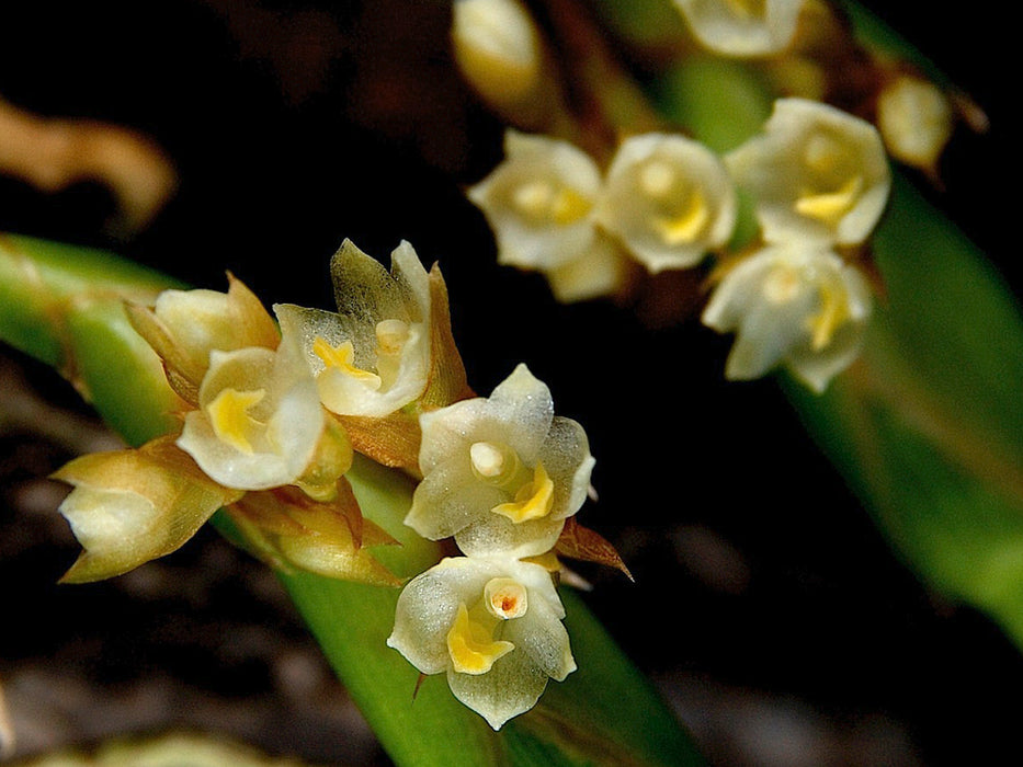 Maxillaria parviflora