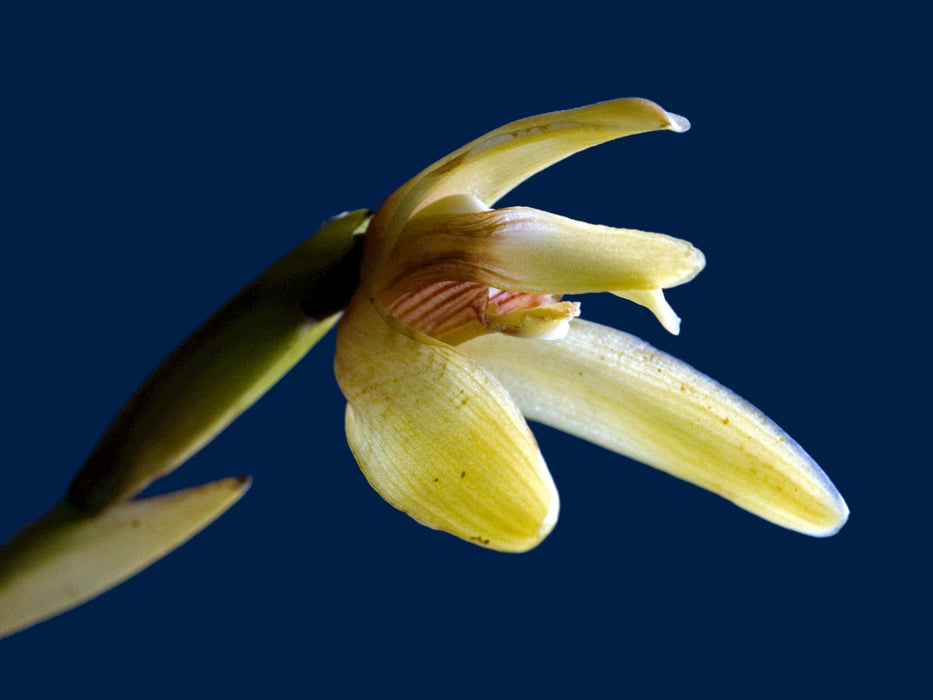 Maxillaria porrecta alba