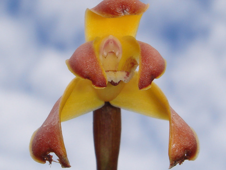 Maxillaria porrecta