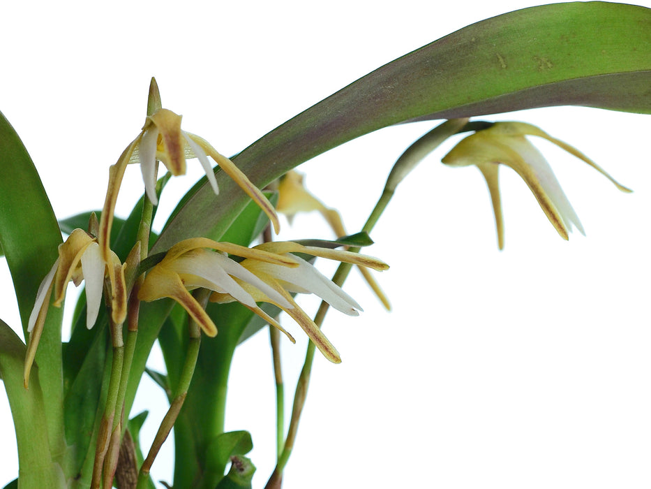 Maxillaria pseudoreichenheimiana