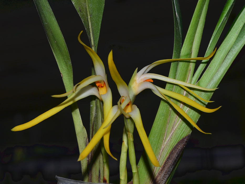 Maxillaria rubioi