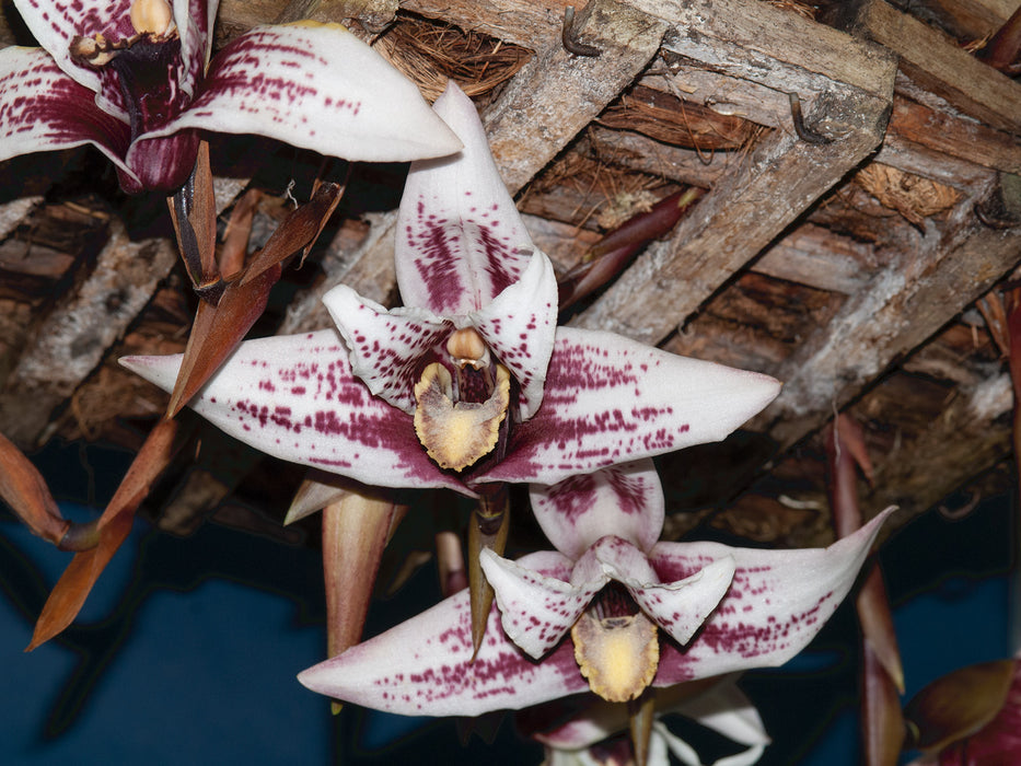 Maxillaria sanderiana 'la Pecosa' 003063