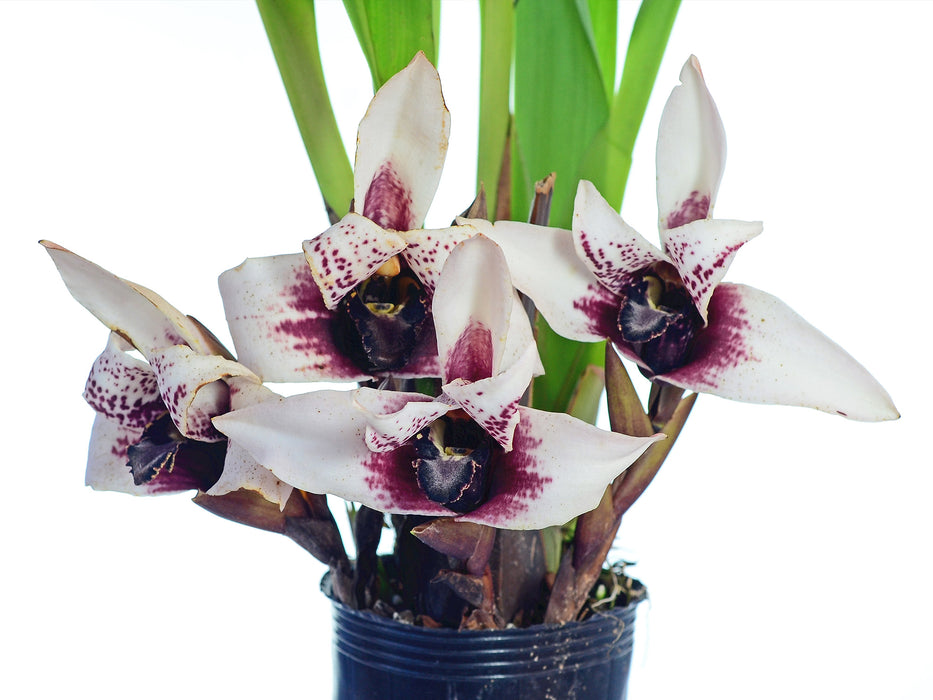 Maxillaria sanderiana black lip