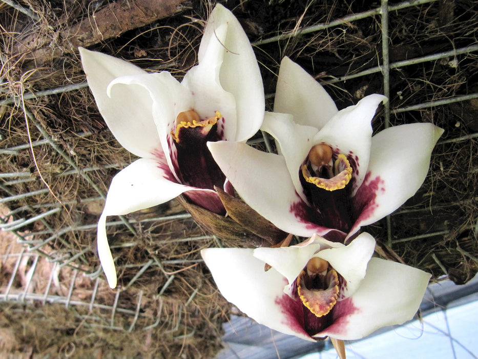 Maxillaria sanderiana