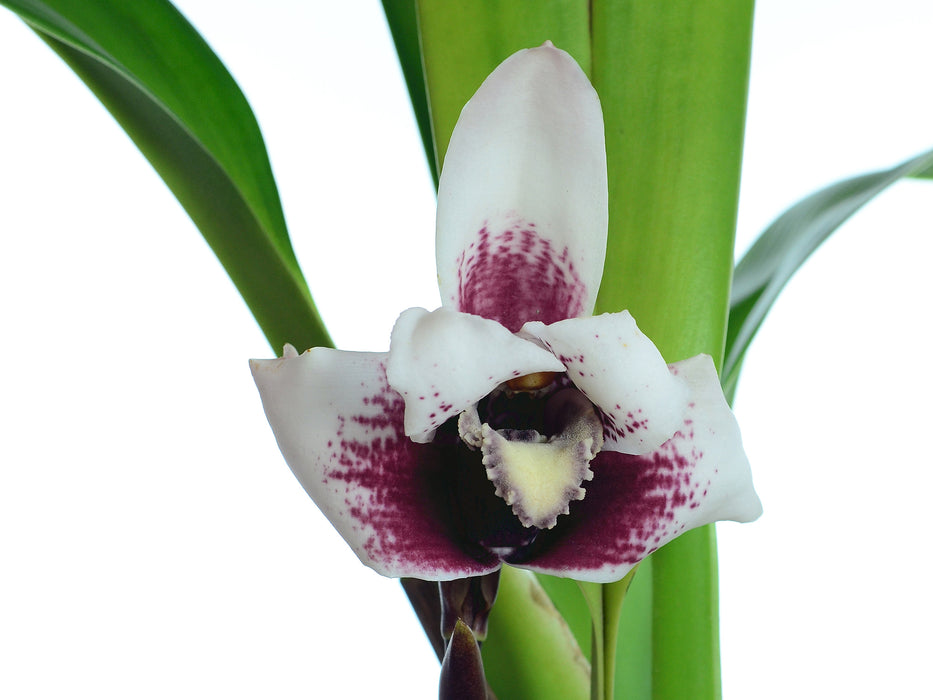 Maxillaria sanderiana