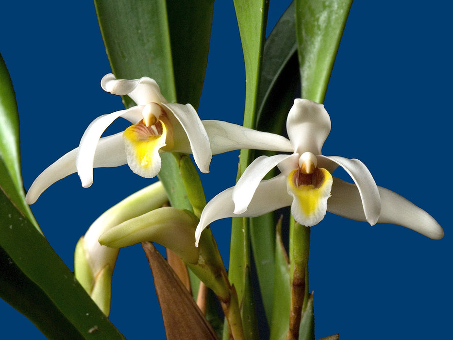 Maxillaria setigera