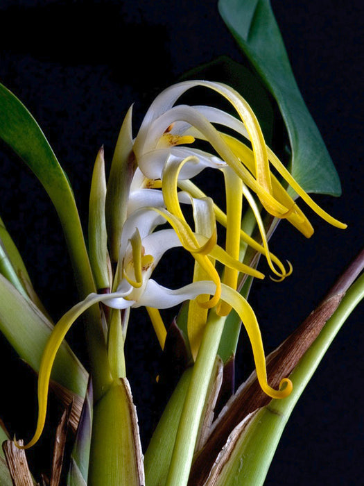 Maxillaria speciosa