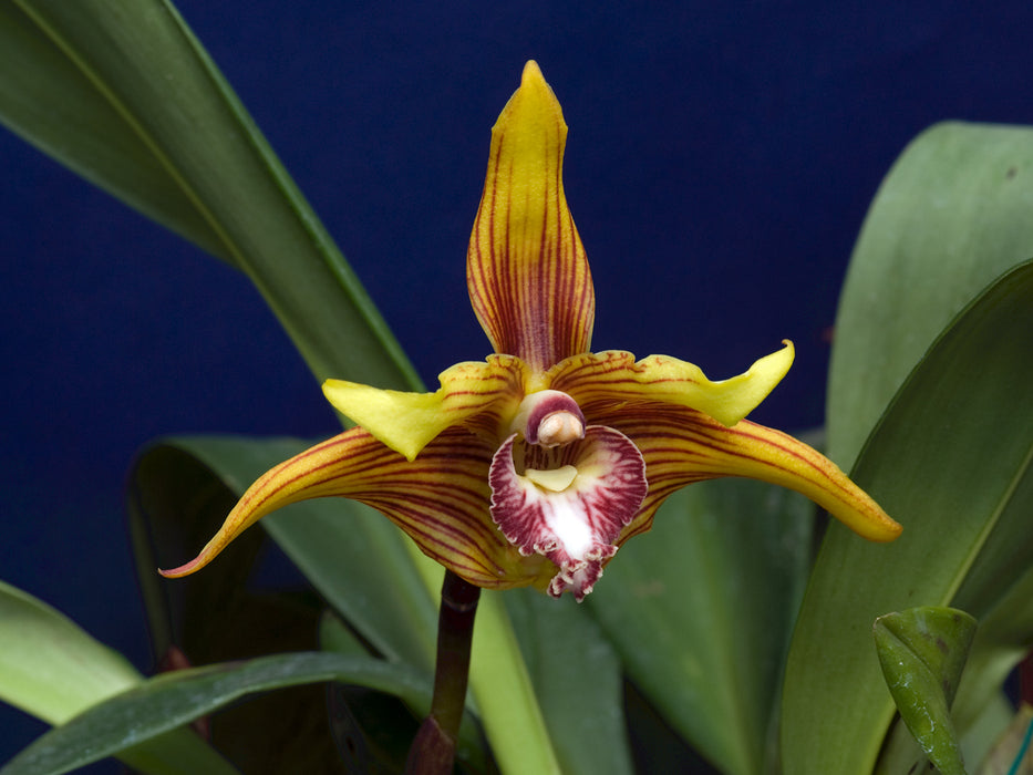 Maxillaria striata 'Golden'