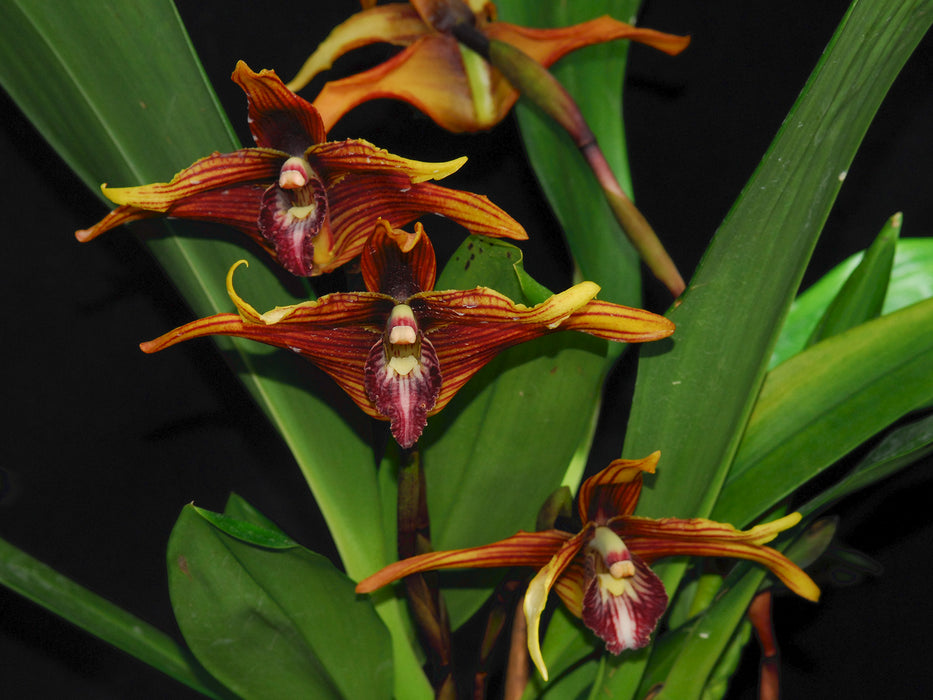 Maxillaria striata f. red