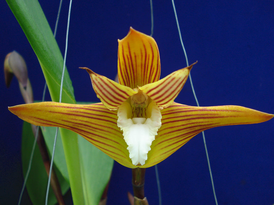 Maxillaria striata white lip