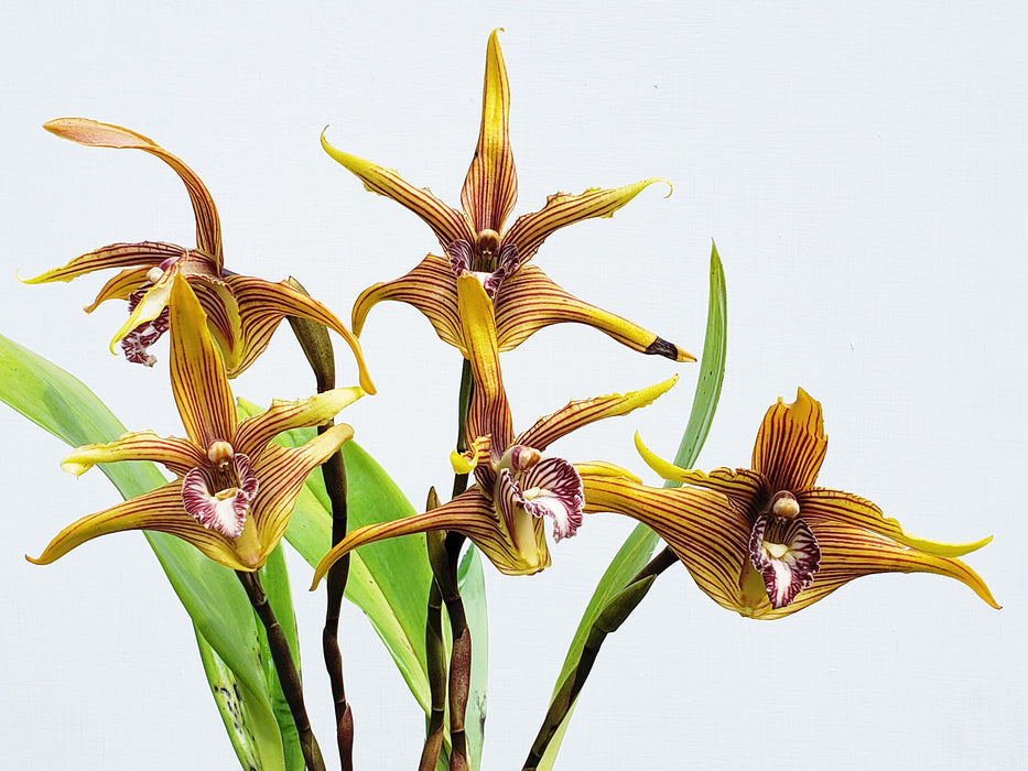 Maxillaria striata