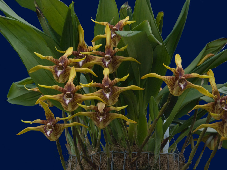 Maxillaria striata