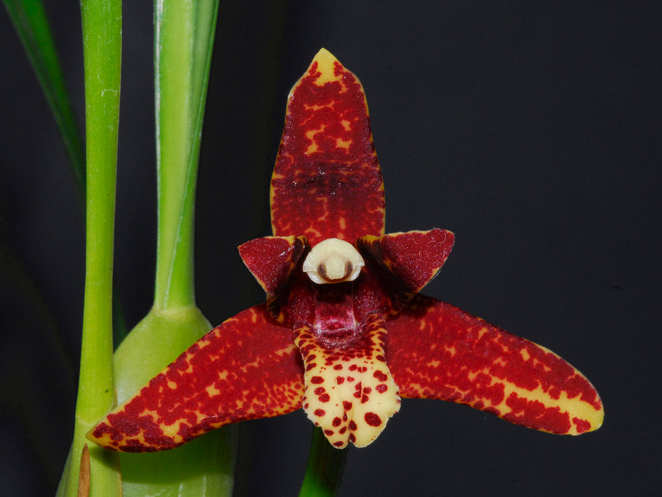 Maxillaria tenuifolia