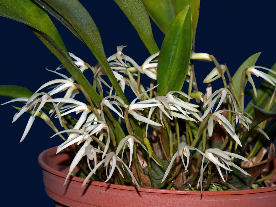 Maxillaria tenuis