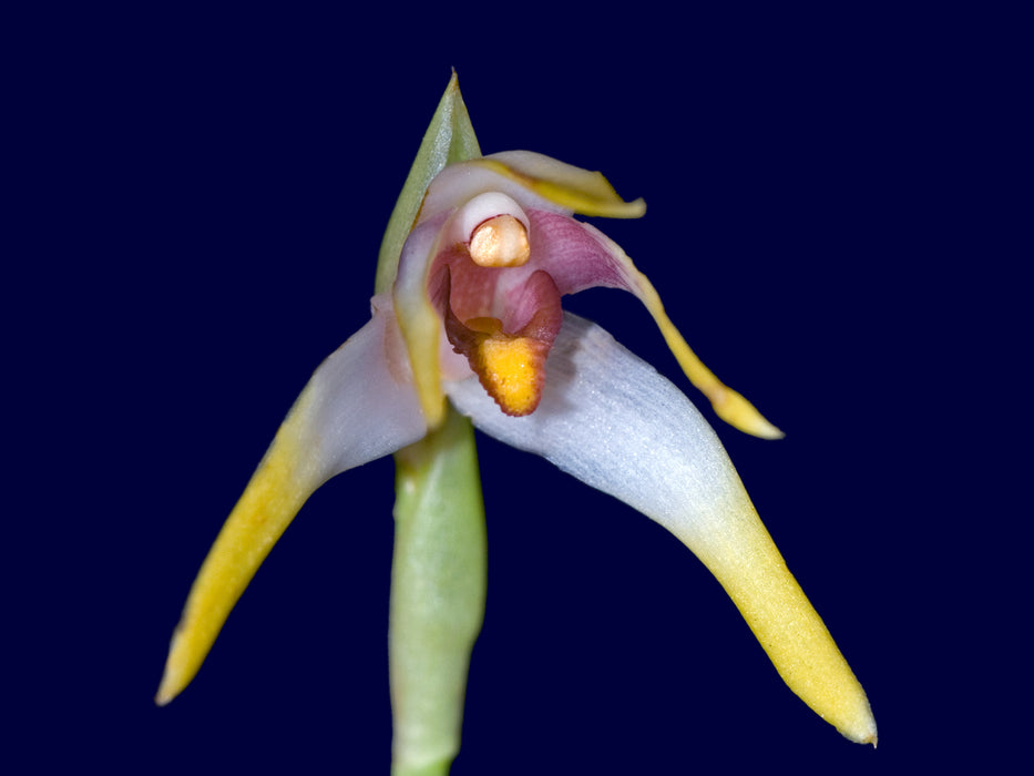 Maxillaria thurstonorum