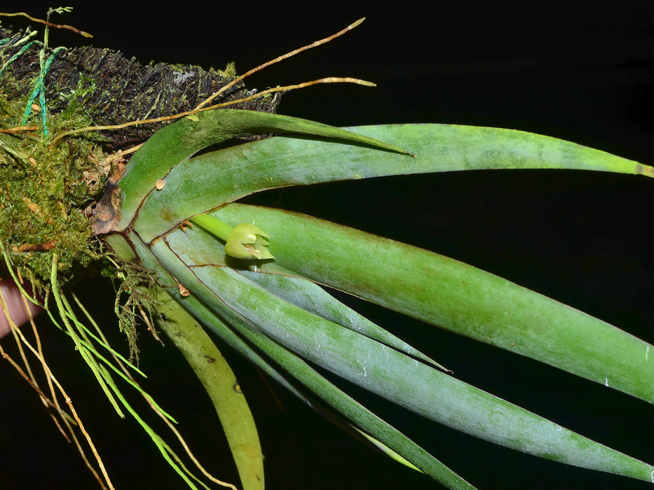 Maxillaria valenzuelana