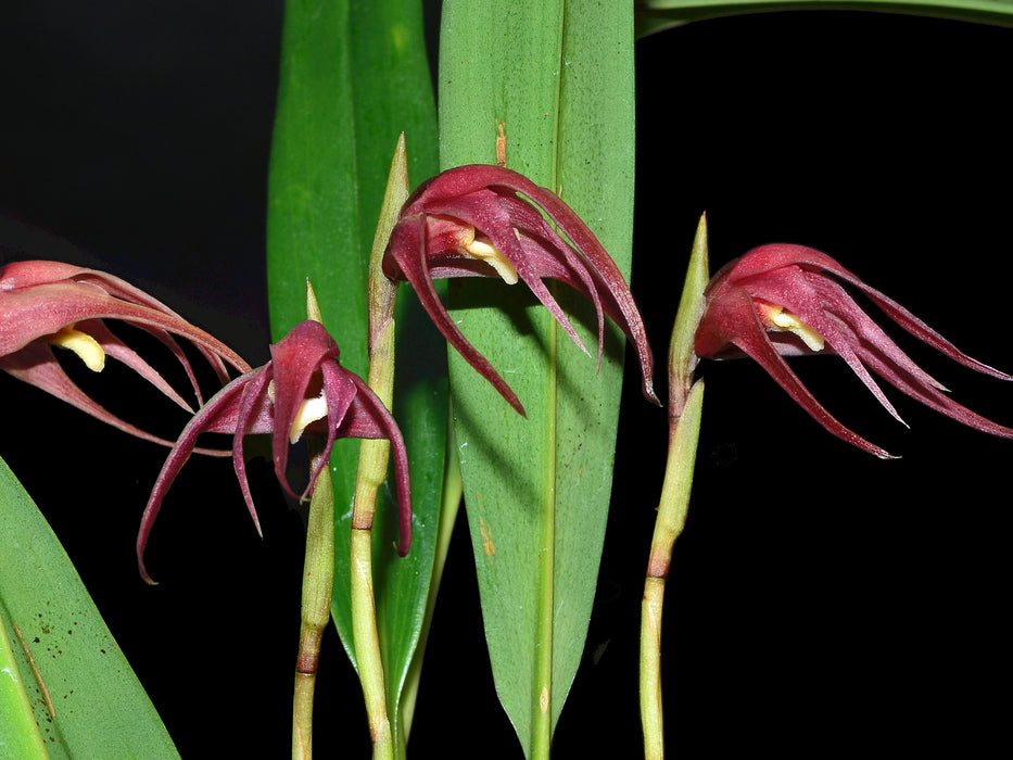 Maxillaria venusta