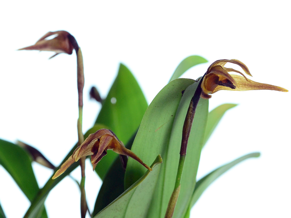 Maxillaria virguncula