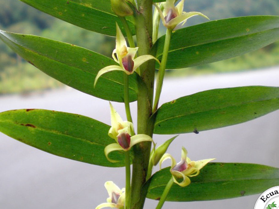 Maxillariella graminifolia