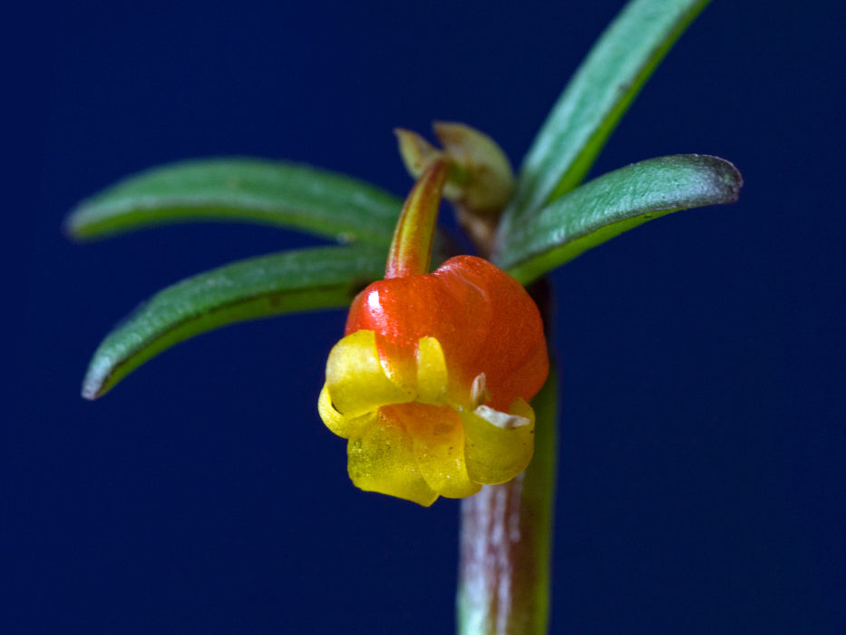 Mediocalcar decoratum