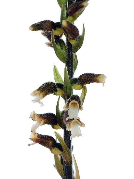 Microchilus erythrodoides