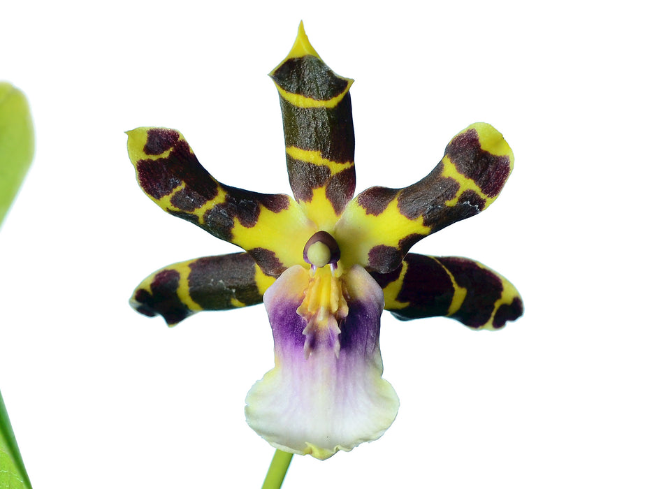 Miltonia clowesii