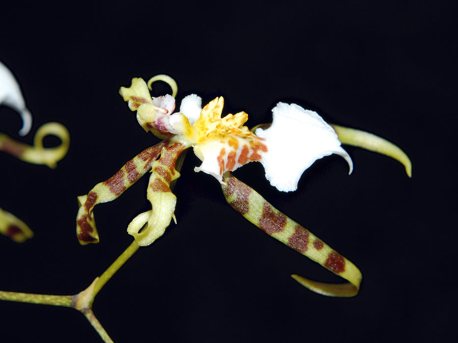 Miltonia phymatochila