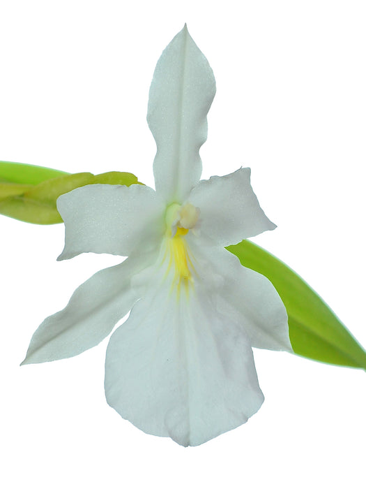 Miltonia spectabilis alba