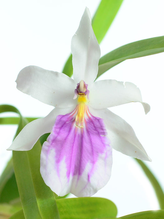 Miltonia spectabilis semi alba