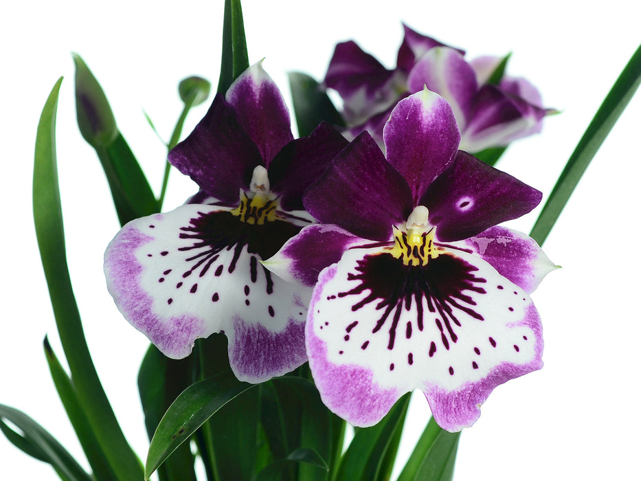 Miltoniopsis Hibrida Grens Dowir Ec